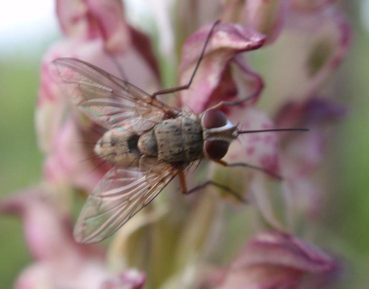 Mosca su orchidea spontanea Prosena siberita (Tachinidae)